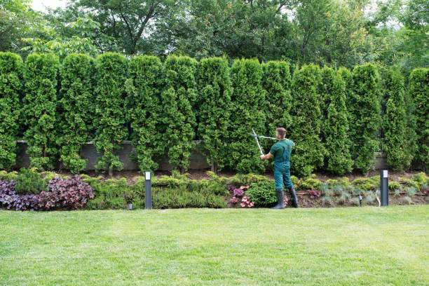 Best Tree and Shrub Care  in Fort Dix, NJ